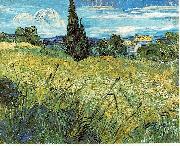 Green Wheat Field with Cypress